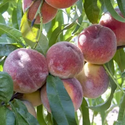 Персик ЗАРМЕНЮ в Фаниполе