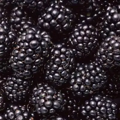 Ежевика ОРКАН бесшипная  в Фаниполе