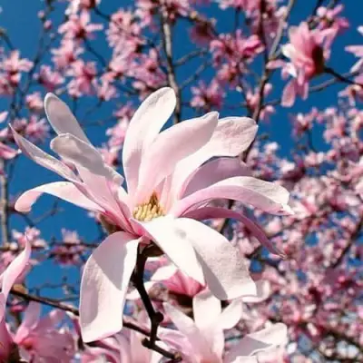 Магнолия РОЗЕЯ в Фаниполе