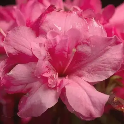 Азалия РОКОКО японская в Фаниполе