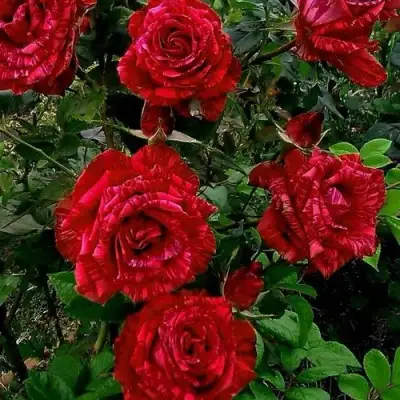 Роза РЕД ИНТУИШН чайно-гибридная в Фаниполе