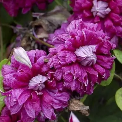 Клематис ПУРПУРЕА ПЛЕНА ЭЛЕГАНС в Фаниполе