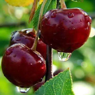 Вишня ЛАСУХА в Фаниполе