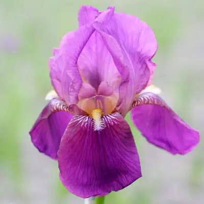 Ирис ИМПЕРАТОР бородатый в Фаниполе