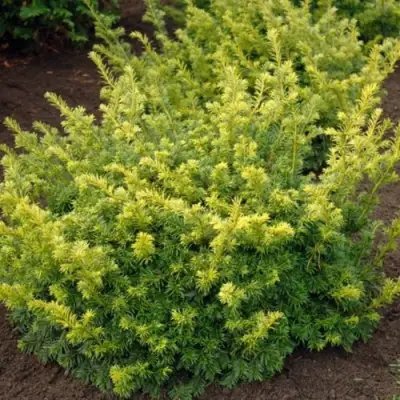 Тис ЭЛЕГАНТИССИМА ягодный в Фаниполе