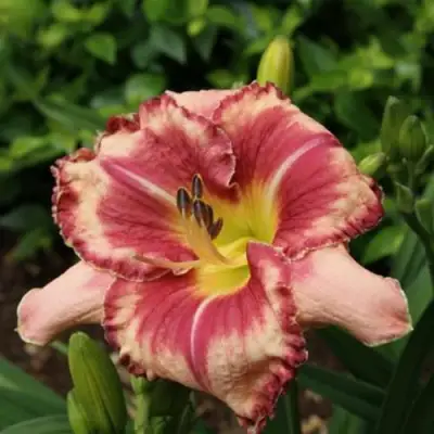 Лилейник АУТСТАНДИНГ гибридный в Фаниполе