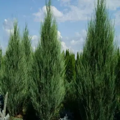 Можжевельник СКАЙРОКЕТ  скальный в Фаниполе