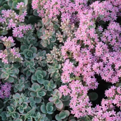 Очиток (седум) САНСПАРКЛЕР ЛАЙМ ЗИНГЕР в Фаниполе