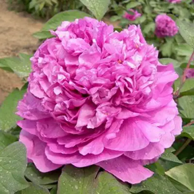 Пион ОРНАМЕНТ древовидный в Фаниполе