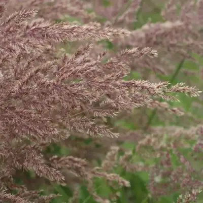 Вейник КАРЛ ФОРСТЕР остроцветковый в Фаниполе