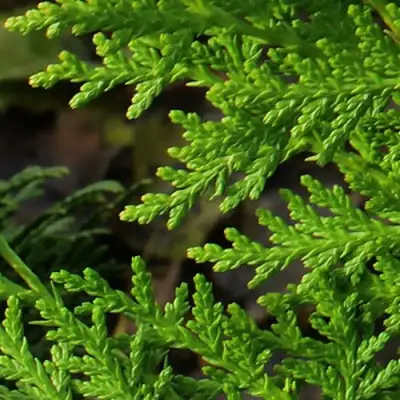 Туя восточная в Фаниполе