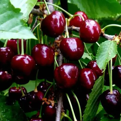 Черешня РЕВНА в Фаниполе