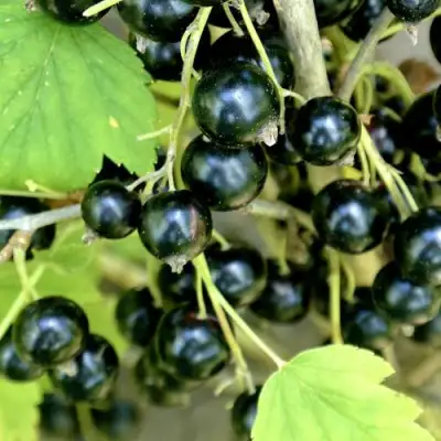 Смородина черная ВОЛОГДА в Фаниполе