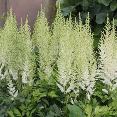 Астильба ДИАМАНТ Арендса в Фаниполе