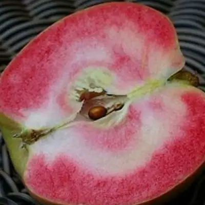 Яблоня ПИНК ПЕРЛ в Фаниполе