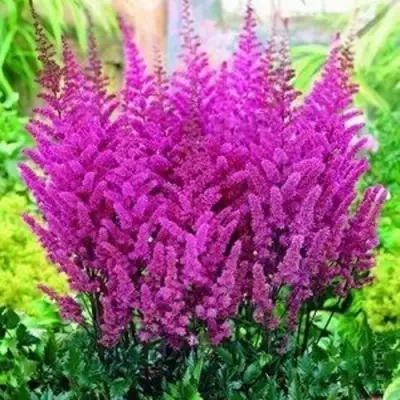 Астильба ПЕПЛ РЕЙН гибридная в Фаниполе