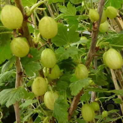 Крыжовник ИНВИКТА в Фаниполе