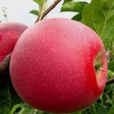 Яблоня АЙДАРЕД в Фаниполе