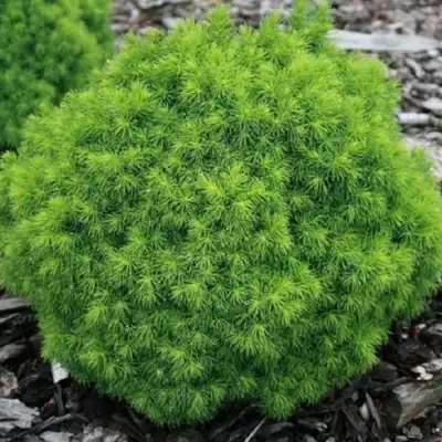 Ель АЛЬБЕРТА ГЛОБ сизая в Фаниполе