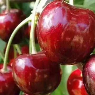 Черешня ВАСИЛИСА в Фаниполе