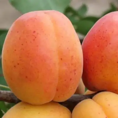 Абрикос ОЛИМП в Фаниполе