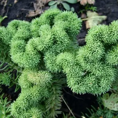 Очиток (седум) КРИСТАТУМ отогнутый в Фаниполе