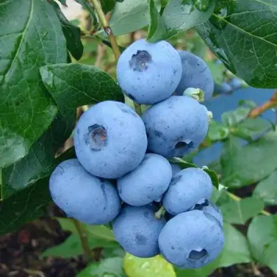 Голубика ТОРО в Фаниполе