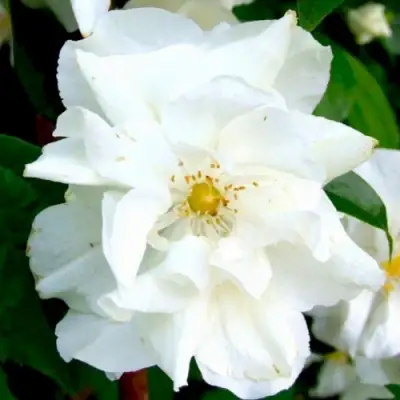 Жасмин РОЗАЦЕ в Фаниполе