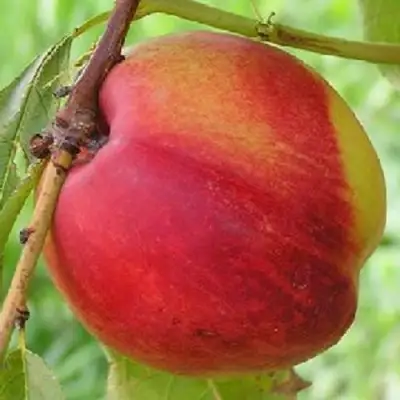 Нектарин СТАРК РЕД ГОЛД в Фаниполе