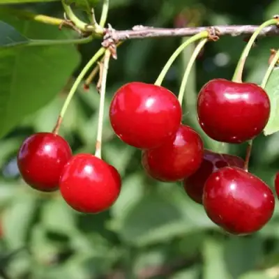 Вишня ЗАРАНКА в Фаниполе