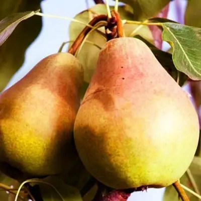 Груша СЛАДКАЯ ИЗ МЛИЕВА в Фаниполе