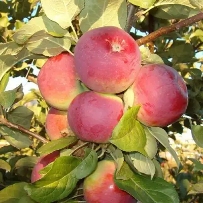 Яблоня ОРЛИК в Фаниполе