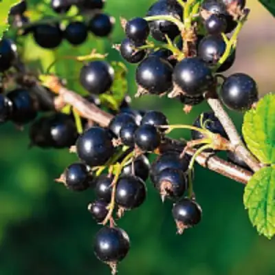 Смородина чёрная ЦЕРЕРА в Фаниполе