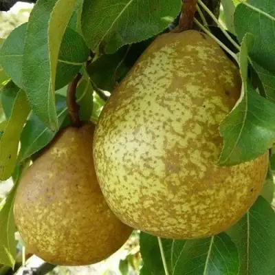 Груша ГЕНЕРАЛ ЛЕКЛЕРК в Фаниполе