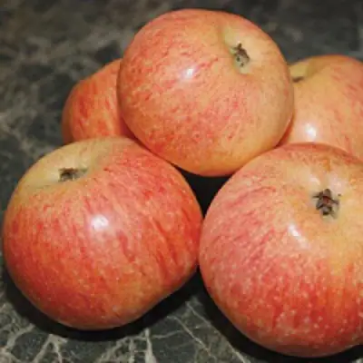 Яблоня КОНФЕТНОЕ в Фаниполе