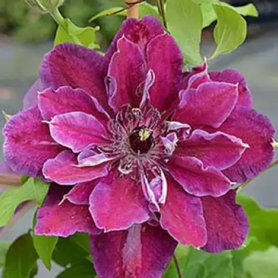 Клематис МАЙ БЬЮТИ в Фаниполе