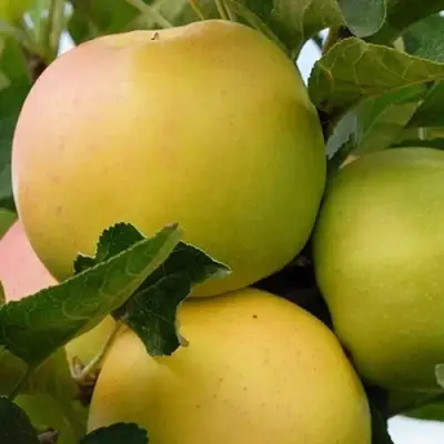 Яблоня БАНАНОВОЕ в Фаниполе