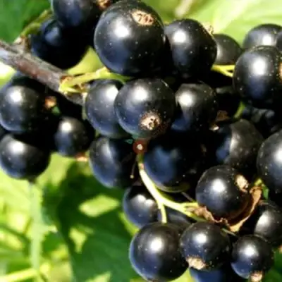 Смородина чёрная ДЕЛИКАТЕСНАЯ в Фаниполе