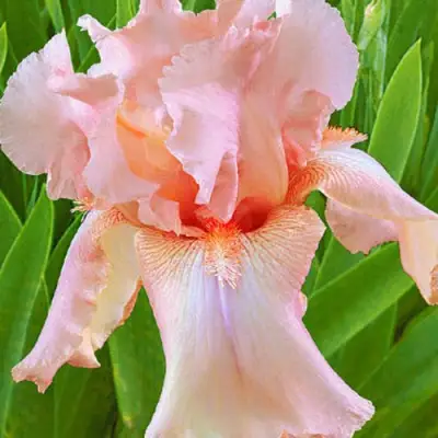 Ирис ПАТИ ДРЕСС бородатый в Фаниполе