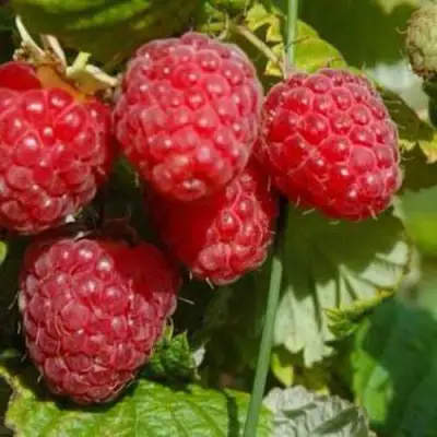 Малина ПРИМАРА в Фаниполе