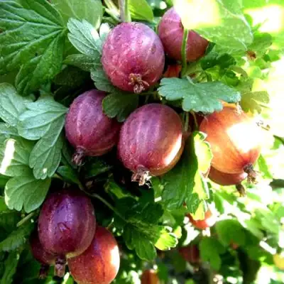 Крыжовник СЕРЕНАДА в Фаниполе