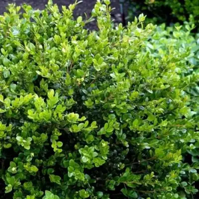 Самшит ФОЛКНЕР в Фаниполе