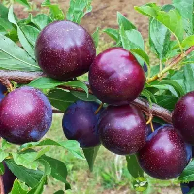 Шарафуга ВЕЛЬВЕТ САНРАЙЗ в Фаниполе