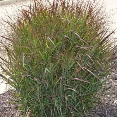 Просо ШЕНАНДО прутьевидное в Фаниполе