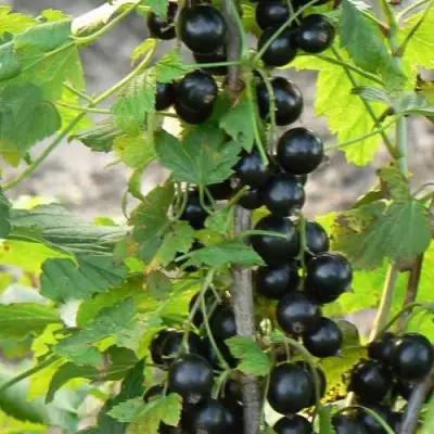 Смородина чёрная ДАБРАДЗЕЯ в Фаниполе