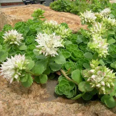 Очиток (седум) АЛЬБУМ ложный в Фаниполе