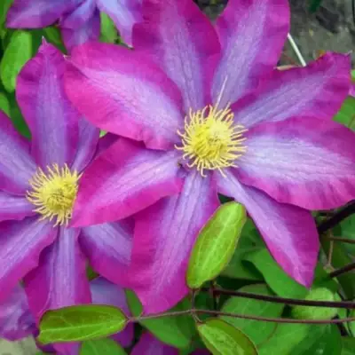 Клематис КАКИО в Фаниполе