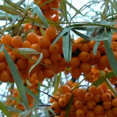 Облепиха БОТАНИЧЕСКАЯ в Фаниполе