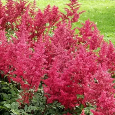 Астильба СКАЙСКРЕЙПЕР китайская в Фаниполе