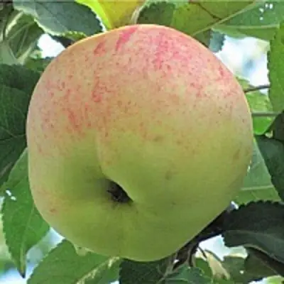 Яблоня ЛЕТНЕЕ СЛАДКОЕ в Фаниполе